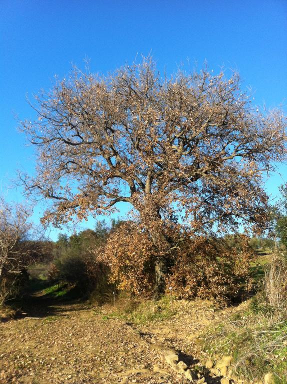 Agriturismo Prati Degli Orti 몬티아노 외부 사진